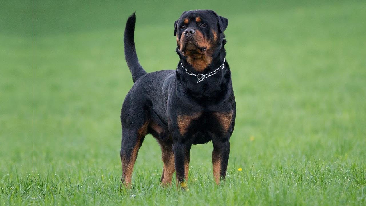 Essential Tips on Rottweiler Treatment|Pet dog treatment