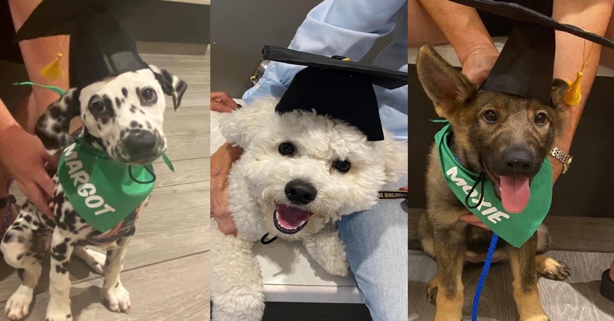 Vale Playground Pet Medical center’s young puppy instruction courses take socializing, style, as well as connecting adventures to new puppies as well as their proprietors all over the Area